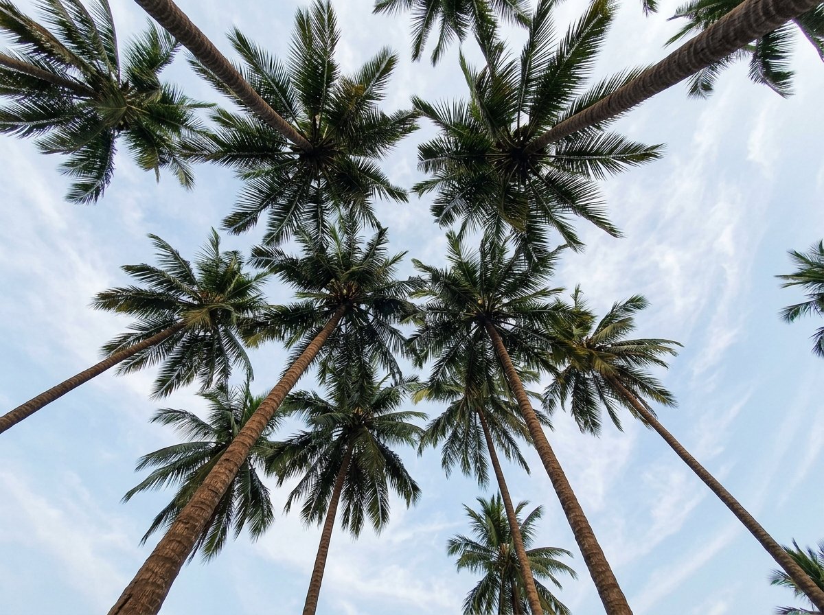 Palm Trees Against Sky - Tropical Paradise